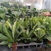 Wholesale High Quality Asplenium Nidus Cobra Fern Indoor Live Plants for Sale