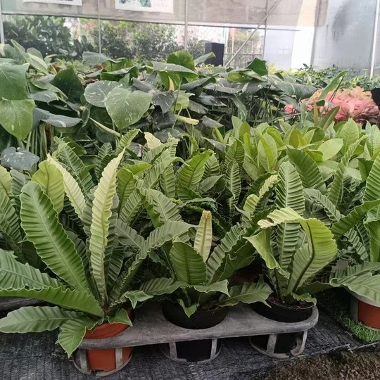 Wholesale High Quality Asplenium Nidus Cobra Fern Indoor Live Plants for Sale