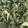 Wholesale High Quality Asplenium Nidus Cobra Fern Indoor Live Plants for Sale