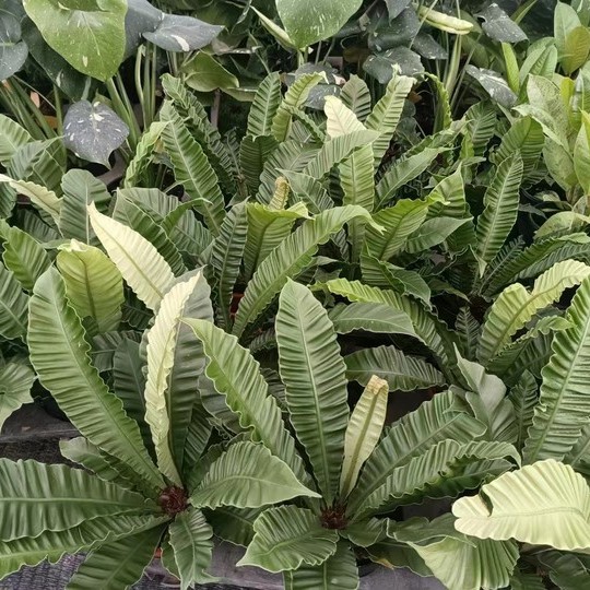 Wholesale High Quality Asplenium Nidus Cobra Fern Indoor Live Plants for Sale