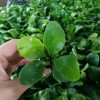 Wholesale High Quality Asplenium Nidus Cobra Fern Indoor Live Plants for Sale