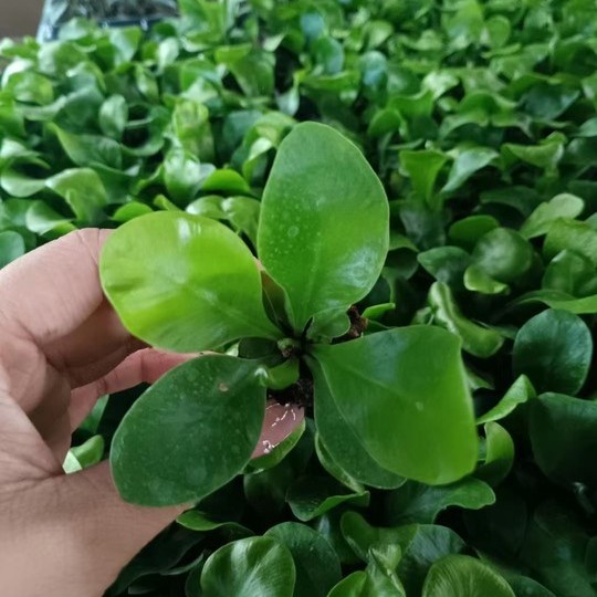 Wholesale High Quality Asplenium Nidus Cobra Fern Indoor Live Plants for Sale