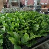 Wholesale High Quality Asplenium Nidus Cobra Fern Indoor Live Plants for Sale