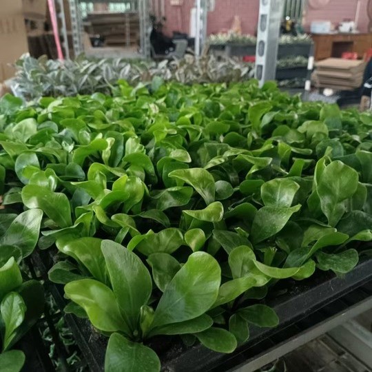 Wholesale High Quality Asplenium Nidus Cobra Fern Indoor Live Plants for Sale