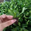 Wholesale High Quality Asplenium Nidus Cobra Fern Indoor Live Plants for Sale