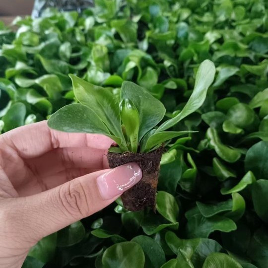 Wholesale High Quality Asplenium Nidus Cobra Fern Indoor Live Plants for Sale