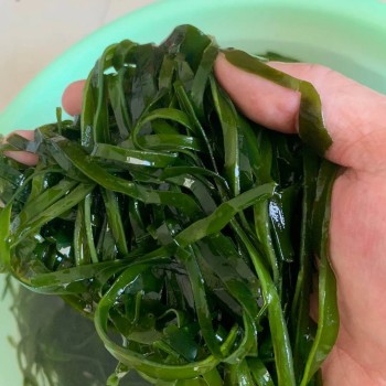 Factory Price Natural Seaweed Healthy Food Machine Dried Laminaria Strip