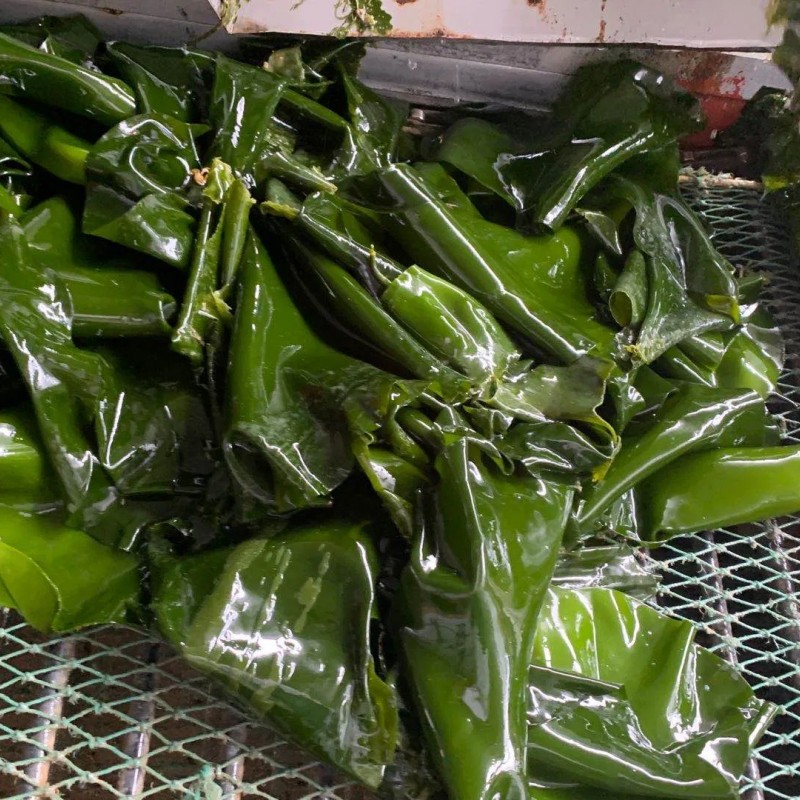 Factory Price Natural Seaweed Healthy Food Machine Dried Laminaria Strip