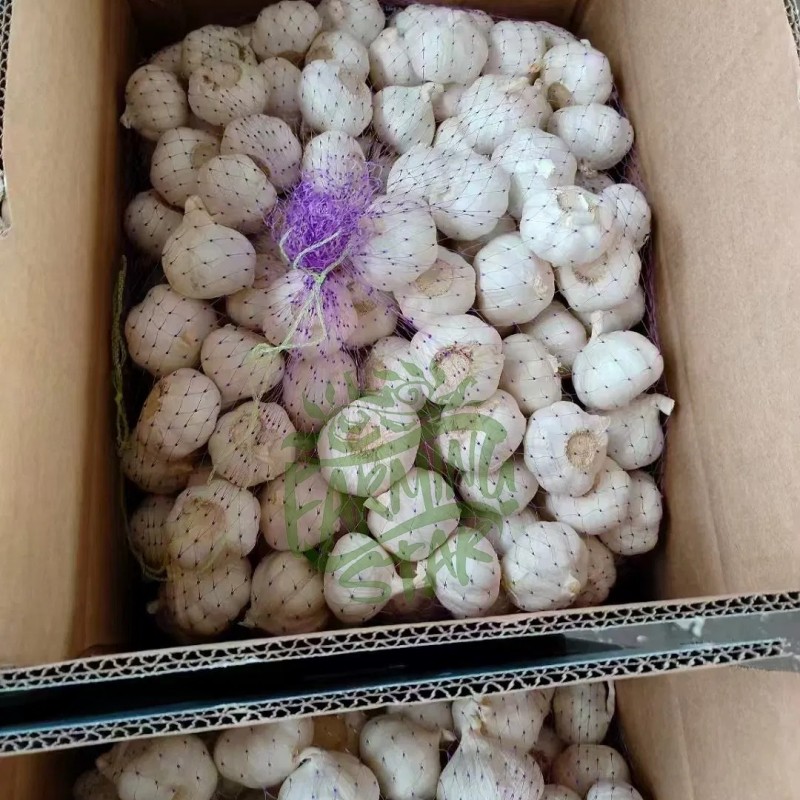 2025 New Crop Origin Chinese Pure White Garlic