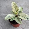 Ficus Elastica Shivereana Indoor Plants