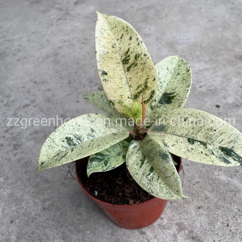 Ficus Elastica Shivereana Indoor Plants