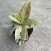 Ficus Elastica Shivereana Indoor Plants