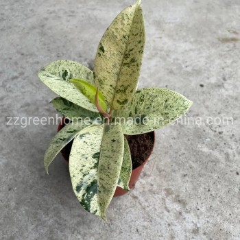 Ficus Elastica Shivereana Indoor Plants
