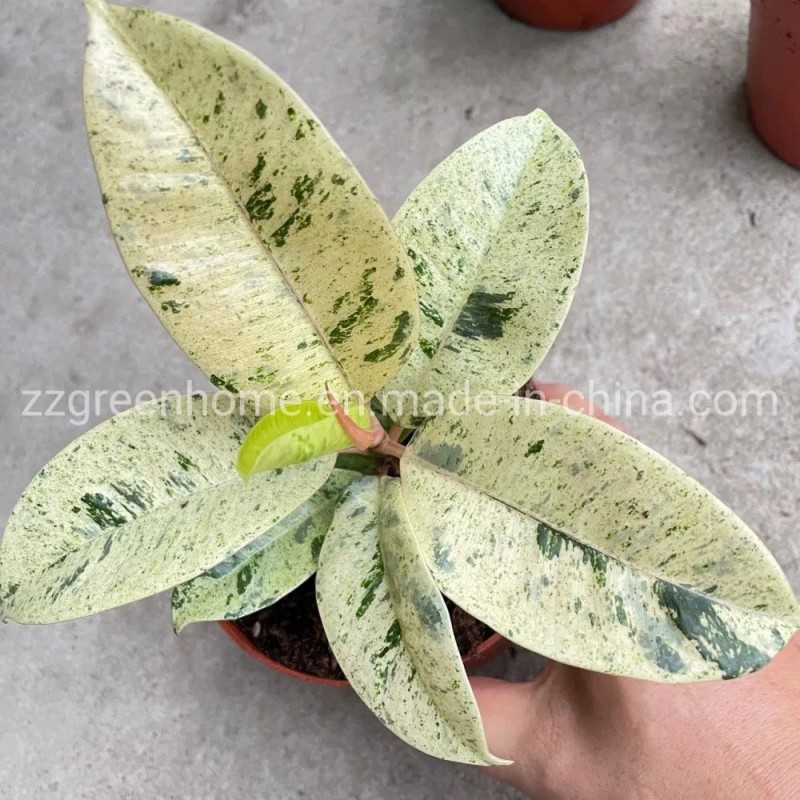 Ficus Elastica Shivereana Indoor Plants