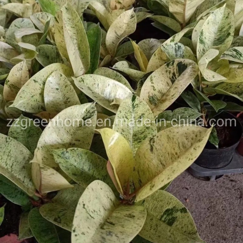 Ficus Elastica Shivereana Indoor Plants