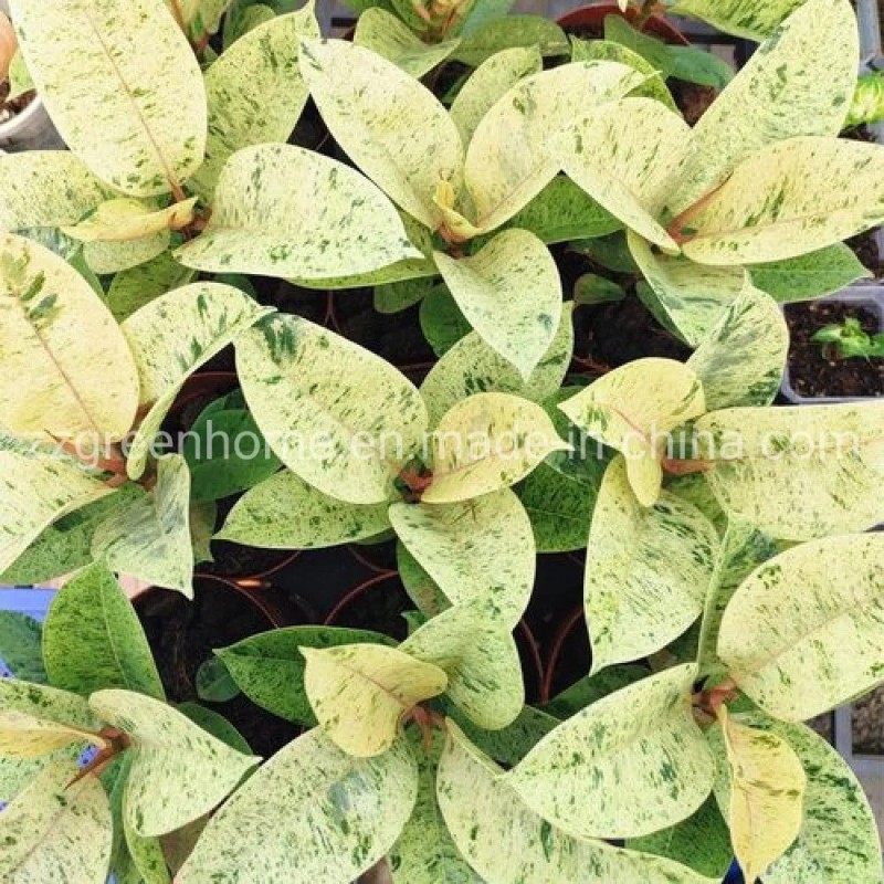 Ficus Elastica Shivereana Indoor Plants