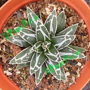 Live Agave Victoriae-Reginae T. Moore Fresh Garden Nursery Export Wholesale Supplier