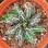 Live Agave Victoriae-Reginae T. Moore Fresh Garden Nursery Export Wholesale Supplier