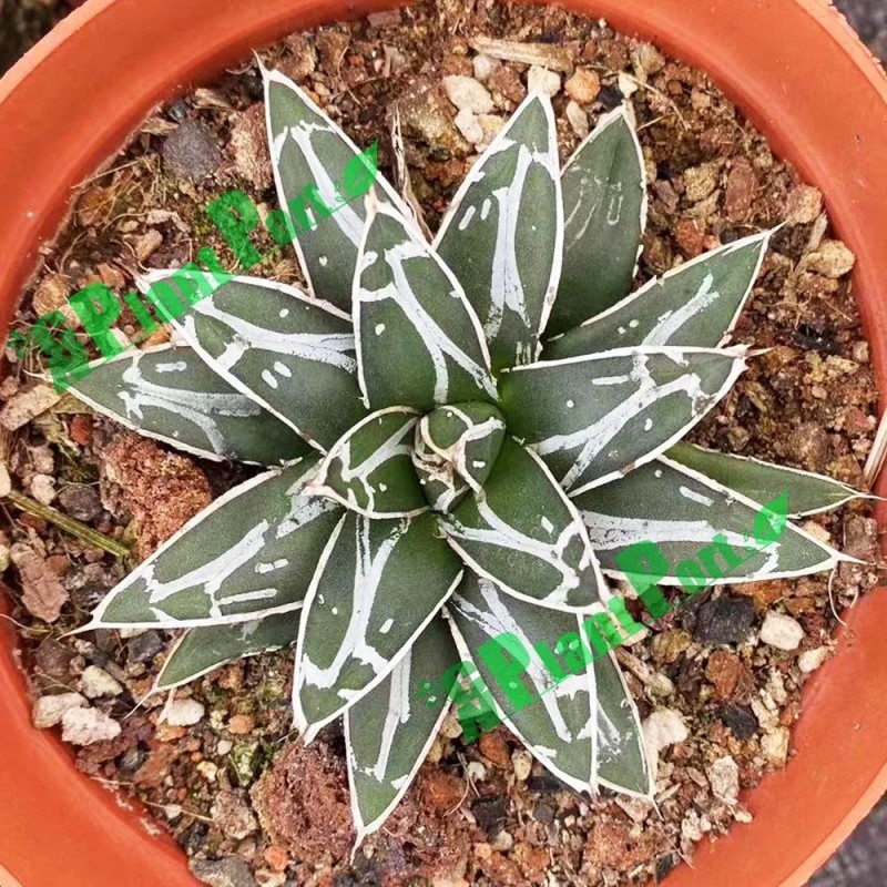 Live Agave Victoriae-Reginae T. Moore Fresh Garden Nursery Export Wholesale Supplier