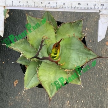 Live Agave Victoriae-Reginae T. Moore Fresh Garden Nursery Export Wholesale Supplier