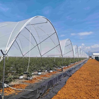 Multipurpose Sturdy Good Quality Hot-DIP Galvanized Steel Pipes Multi-Span Film Greenhouse