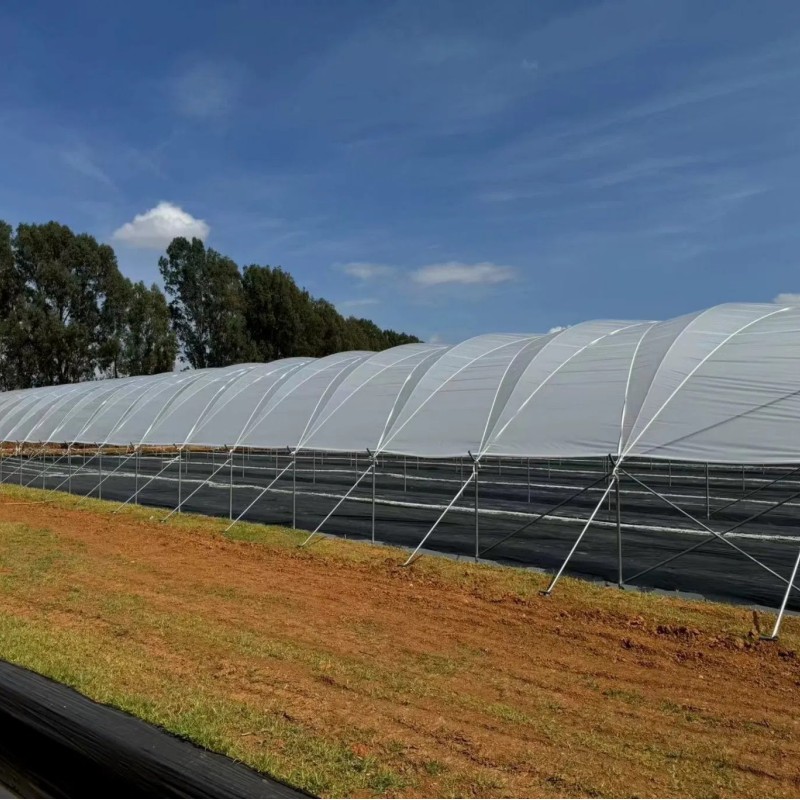 Multipurpose Sturdy Good Quality Hot-DIP Galvanized Steel Pipes Multi-Span Film Greenhouse