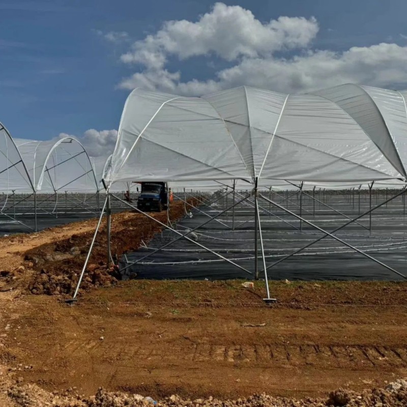 Multipurpose Sturdy Good Quality Hot-DIP Galvanized Steel Pipes Multi-Span Film Greenhouse