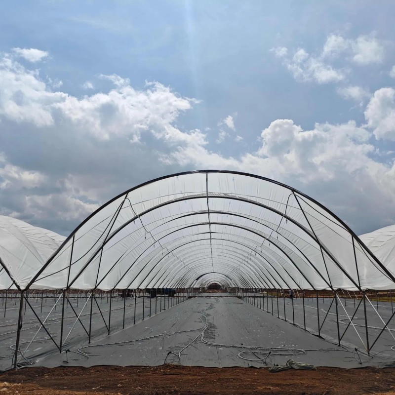 Wholesale Strong High Performance Durable Steel Structure Greenhouse with Side Ventilation
