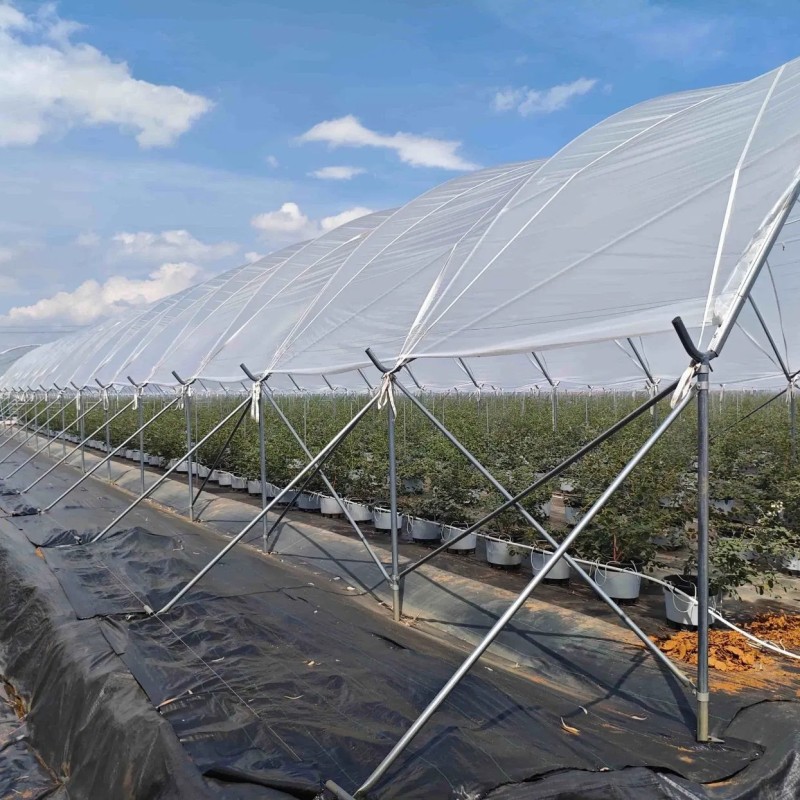Wholesale Strong High Performance Durable Steel Structure Greenhouse with Side Ventilation