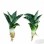 Green Sansevieria Golden Hahnii Variegated Live Sansevieria
