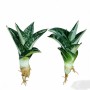 Green Sansevieria Golden Hahnii Variegated Live Sansevieria