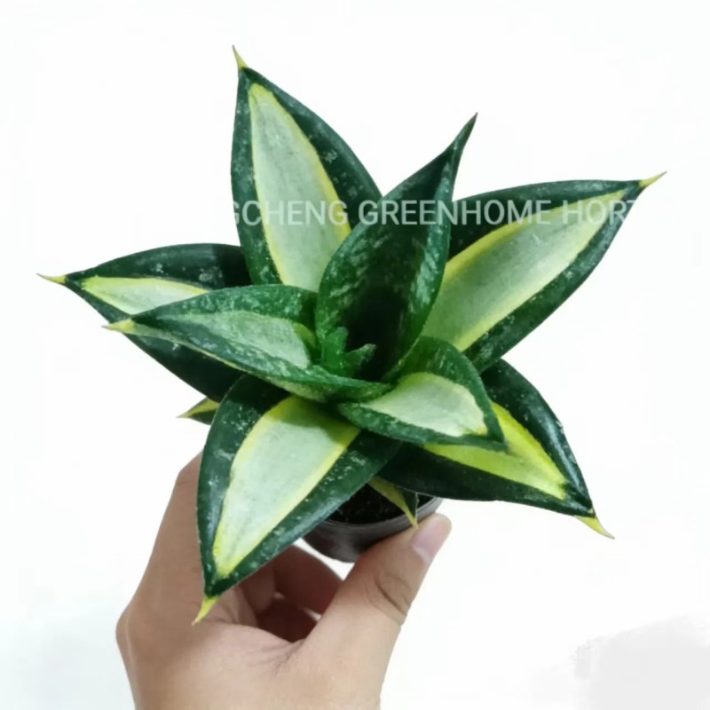 Green Sansevieria Golden Hahnii Variegated Live Sansevieria