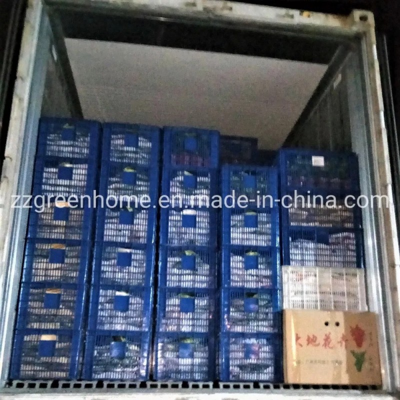 Green Sansevieria Golden Hahnii Variegated Live Sansevieria