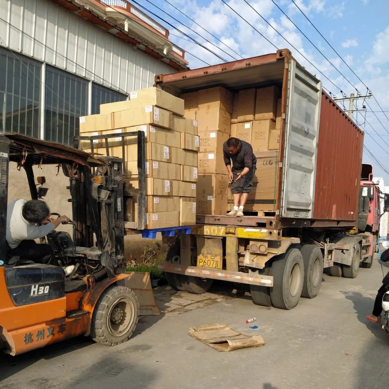 Green Sansevieria Golden Hahnii Variegated Live Sansevieria