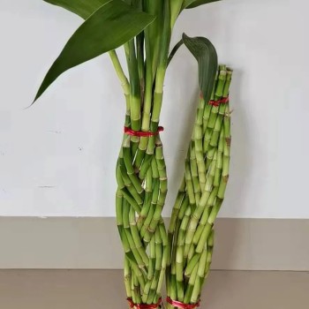 9 Braided Bamboo Straight Lucky Bamboo Dracaena Sanderiana Sander Home Plants