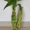 9 Braided Bamboo Straight Lucky Bamboo Dracaena Sanderiana Sander Home Plants