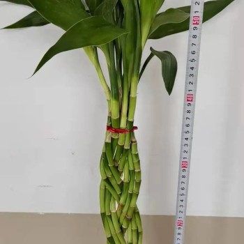 9 Braided Bamboo Straight Lucky Bamboo Dracaena Sanderiana Sander Home Plants