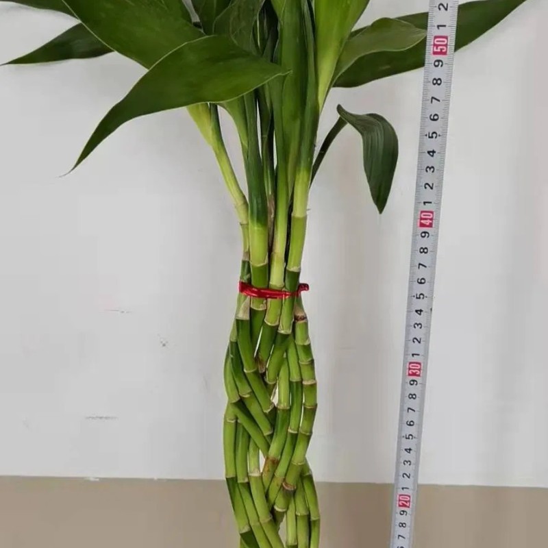 9 Braided Bamboo Straight Lucky Bamboo Dracaena Sanderiana Sander Home Plants