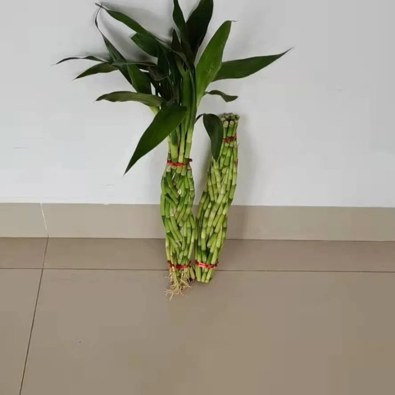 9 Braided Bamboo Straight Lucky Bamboo Dracaena Sanderiana Sander Home Plants