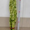 9 Braided Bamboo Straight Lucky Bamboo Dracaena Sanderiana Sander Home Plants