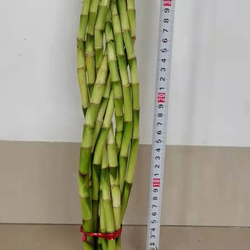 9 Braided Bamboo Straight Lucky Bamboo Dracaena Sanderiana Sander Home Plants