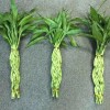 9 Braided Bamboo Straight Lucky Bamboo Dracaena Sanderiana Sander Home Plants