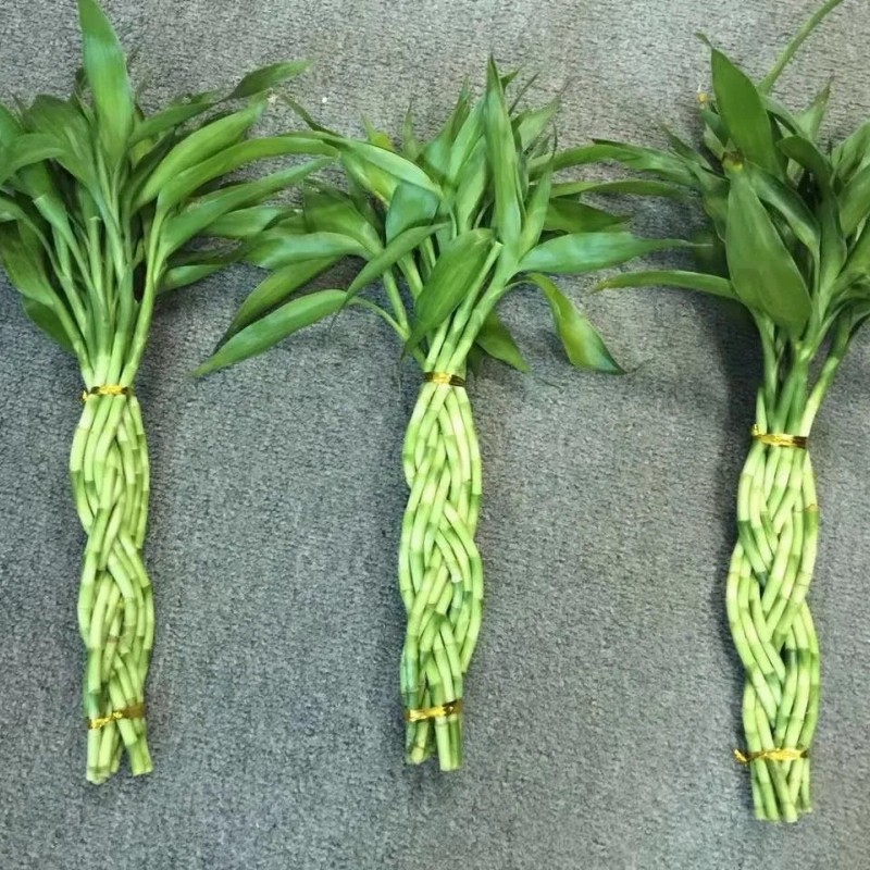 9 Braided Bamboo Straight Lucky Bamboo Dracaena Sanderiana Sander Home Plants