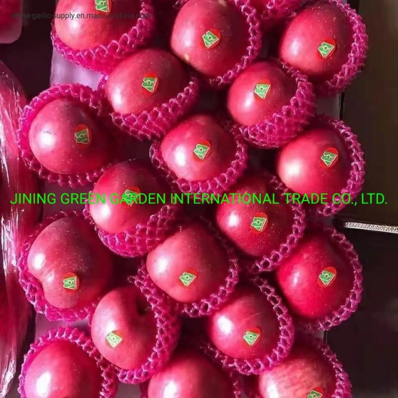 2021grade 1 Red FUJI Apple Sweet and Juicy Original Apple Base Fruit