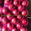 2021grade 1 Red FUJI Apple Sweet and Juicy Original Apple Base Fruit
