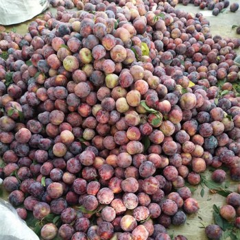 Pure Organic Vietnamese Plum Harvest 100% Natural Cultivation Type
