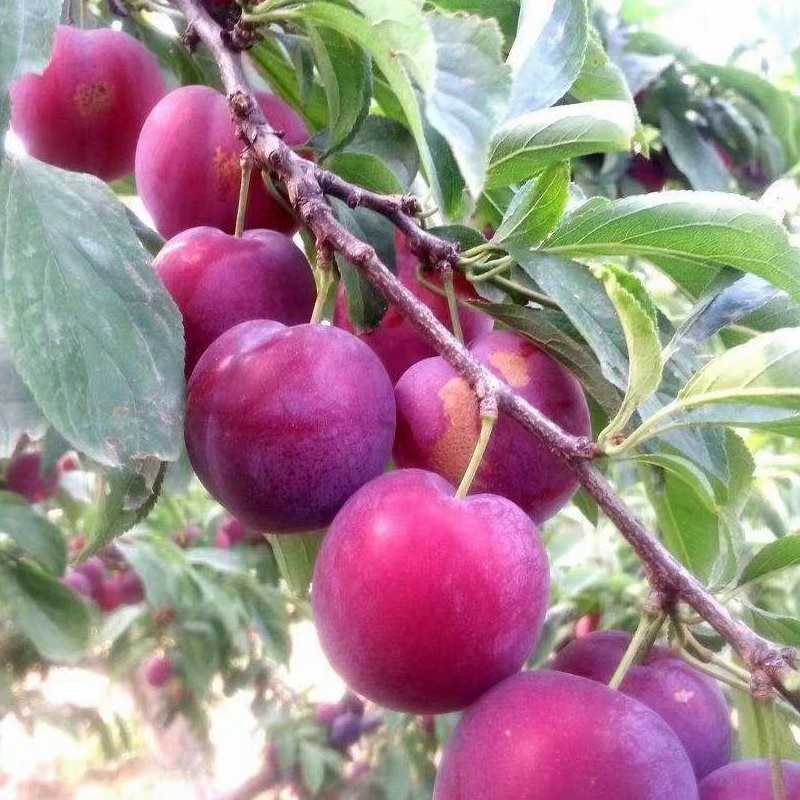Pure Organic Vietnamese Plum Harvest 100% Natural Cultivation Type
