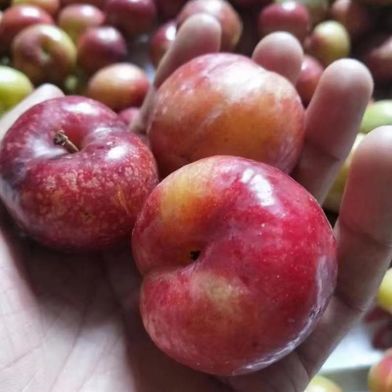 Pure Organic Vietnamese Plum Harvest 100% Natural Cultivation Type