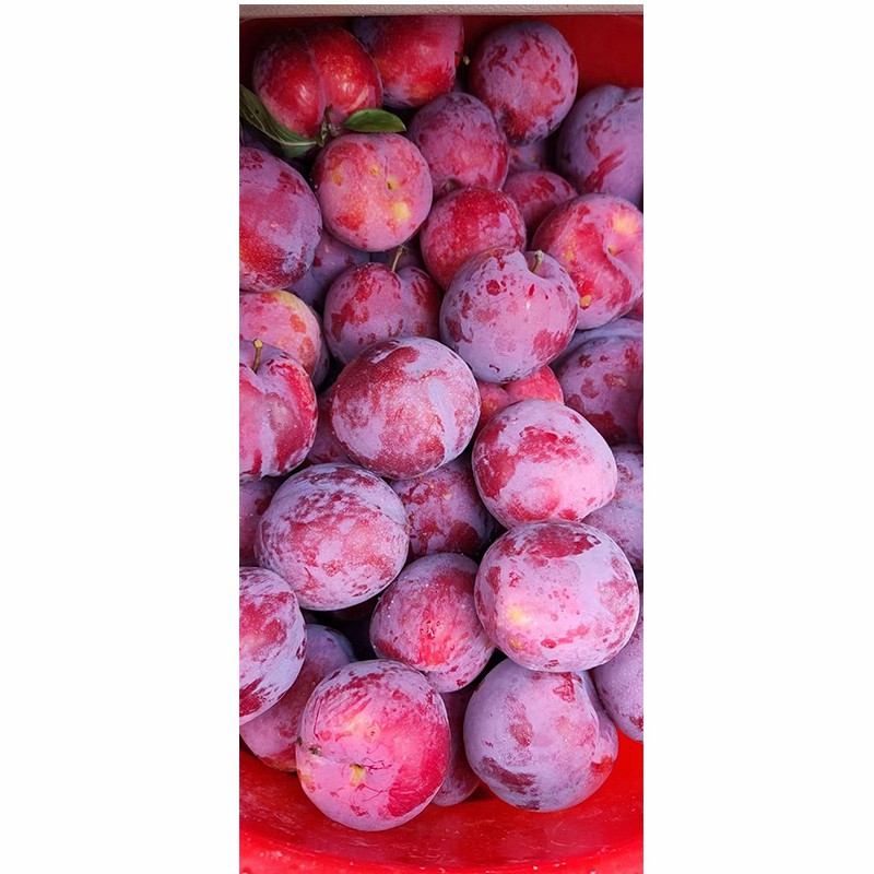Pure Organic Vietnamese Plum Harvest 100% Natural Cultivation Type