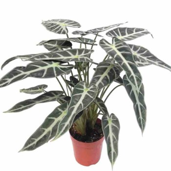 Alocasia Bambino Plantlets Tissue Culture Plants Wholesale Import Export From China